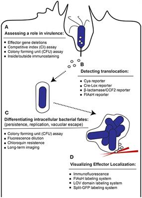 Methods to Illuminate the Role of Salmonella Effector Proteins during Infection: A Review